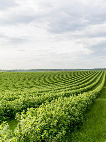 Gehniy Export Company