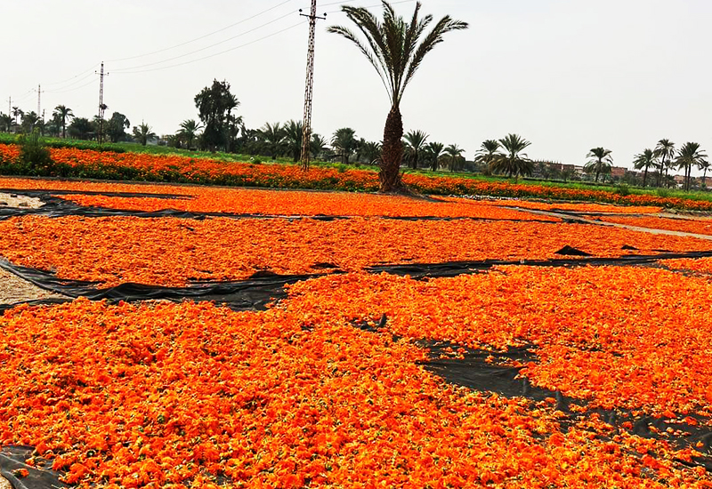 Gehniy Export Company