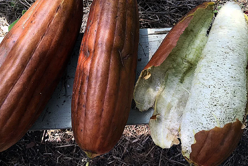 Gehiny Export Company