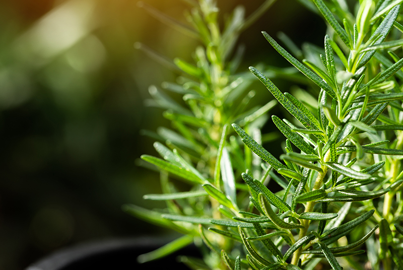 Gehiny Export Company