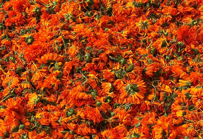 Gehiny Export Company